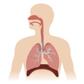 ikon Respiratory System
