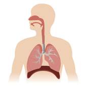 Respiratory System 1.0