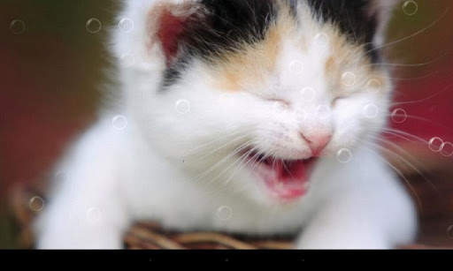 Funny Cat Live Wallpaper screenshot 1