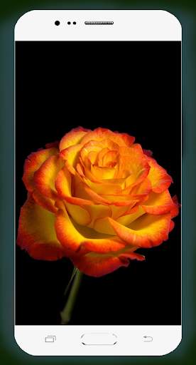 Rose Flower Wallpaper screenshot 8