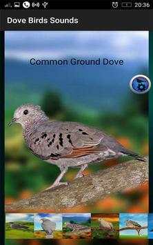 Dove Birds Sounds screenshot 4
