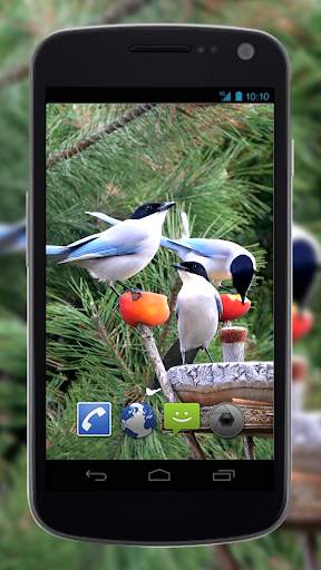 4K Garden Birds Video Live Wal screenshot 1