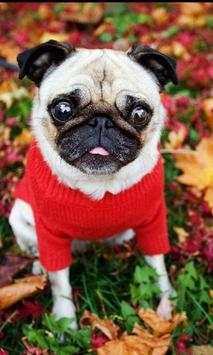 Pugs Dogs Funny Jigsaw Puzzle screenshot 1