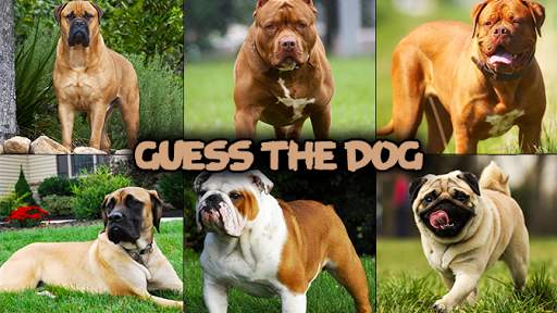 Dog quiz game screenshot 2