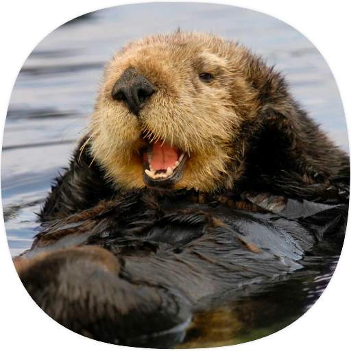 Otter Sounds 1.0