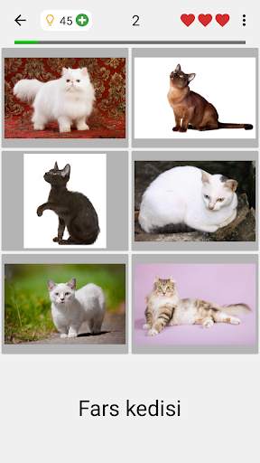 Kedi ırkları - Tüm popüler ırklar hakkında oyun screenshot 2