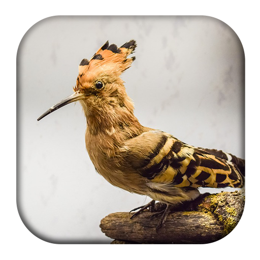 Hoopoe Bird Song иконка