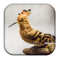 Hoopoe Bird Song