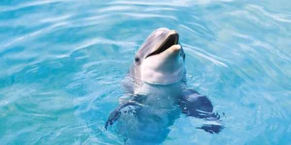 Dolphins Live Wallpaper screenshot 1