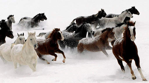 Horses Live Wallpaper : 7fon & LWP screenshot 9
