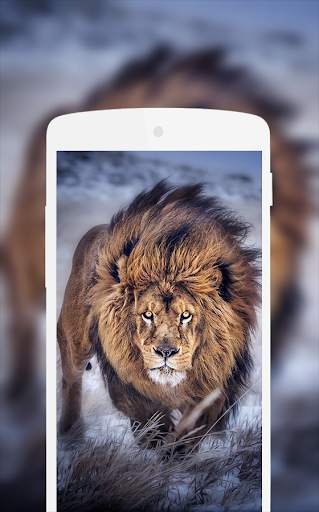 Lion Wallpaper screenshot 1
