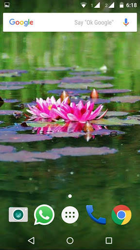 Water Lilies Flower Wallpaper screenshot 6