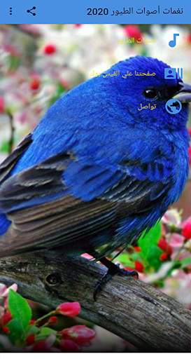 Bird sounds tones screenshot 1