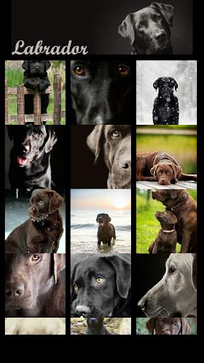 Labrador Wallpaper screenshot 3