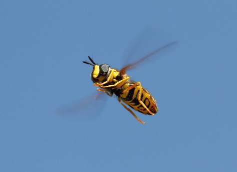 Wallpaper Insect Hornet screenshot 4