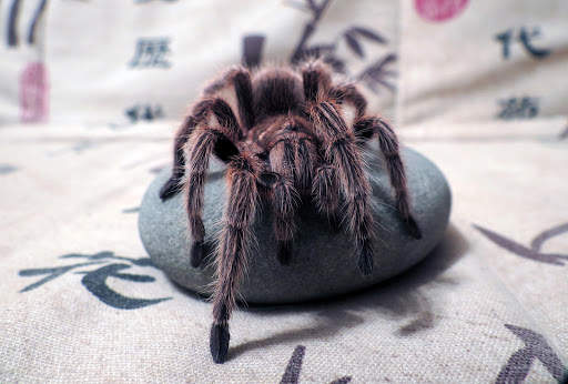 Spider Live Wallpaper (Wallpapers & Backgrounds) screenshot 13