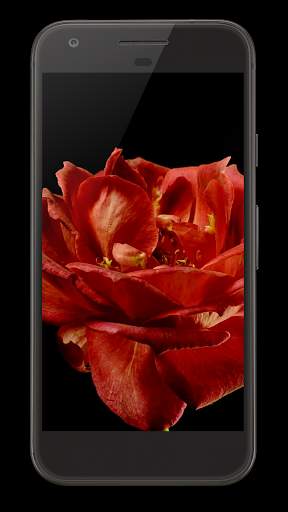 Blooming Rose Video Wallpaper screenshot 4