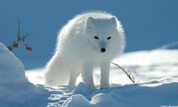 Arctic Fox Wallpapers screenshot 4
