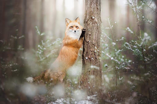 Fox Live Wallpaper (Wallpapers & Backgrounds) screenshot 12