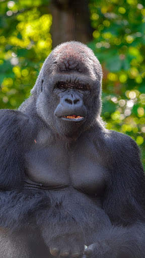 Gorilla Wallpaper screenshot 9