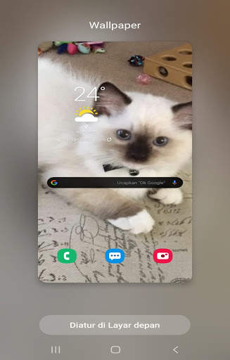 Kucing anggora wallpaper screenshot 5