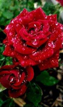Rose Wallpaper screenshot 8