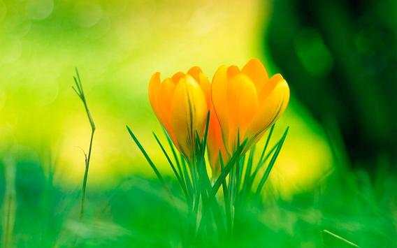 Crocus Free live wallpaper screenshot 5