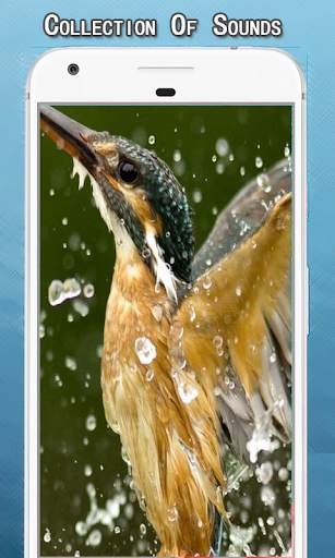 Bird Sounds Ringtone screenshot 1