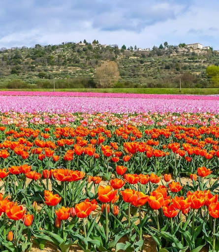 Beautiful Spring Wallpaper 6 تصوير الشاشة