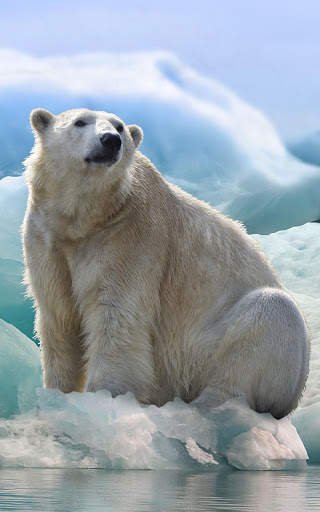 Bear Wallpapers | hd backgrounds screenshot 4