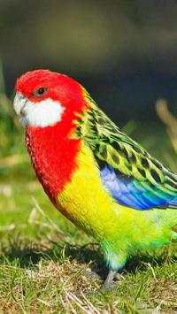 Birds Wallpapers HD screenshot 10