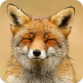 Animal Sounds! icon