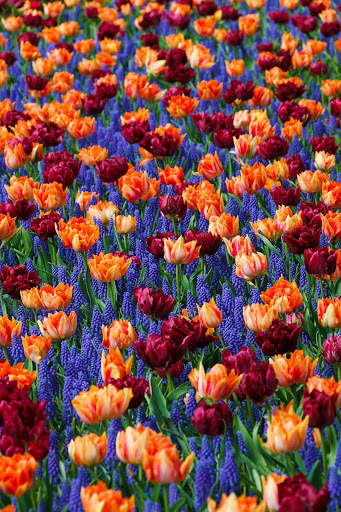 Spring Wallpaper HD : backgrounds & themes screenshot 3