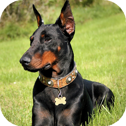 Doberman Wallpaper: backgrounds hd icon
