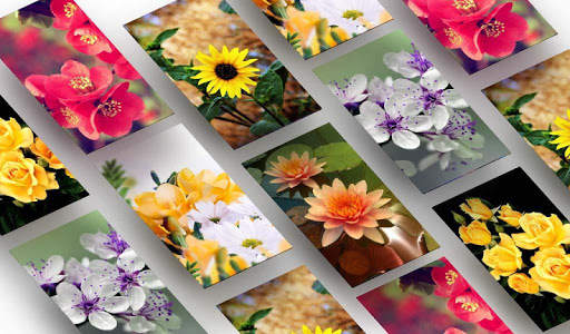 Flower Wallpapers 4K скриншот 1