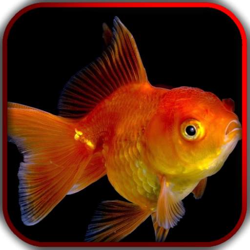 3D Fishes Video Live Wallpaper 3.0