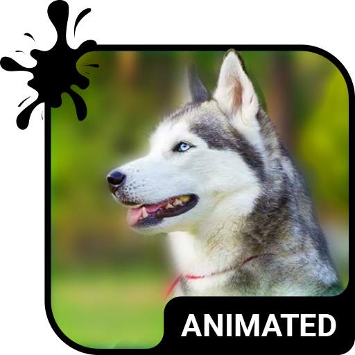 Cute Husky Wallpaper HD Theme 5.9.63