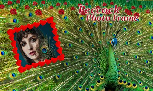 Peacock Photo Frames 4 تصوير الشاشة