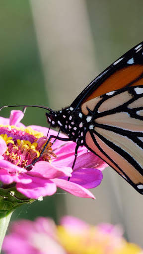 Butterfly Wallpapers HD & 4k Backgrounds screenshot 7