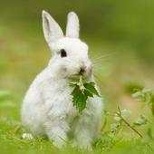 Rabbits Wallpapers 1.0