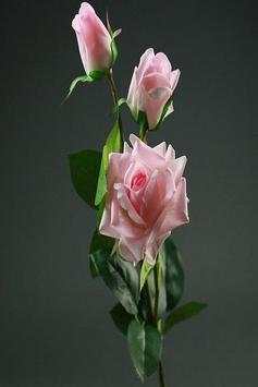flower wallpaper hd full screen 🌹🌹 screenshot 2