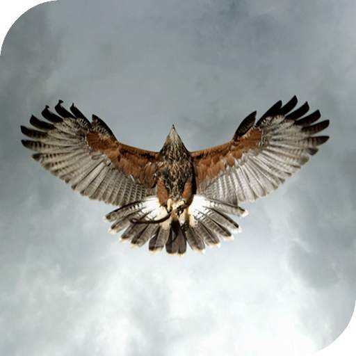 Eagle Live Wallpaper 4.0
