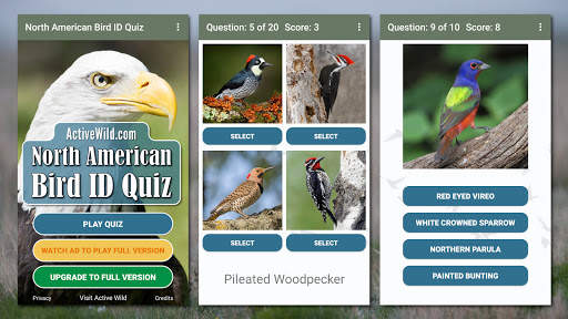 North American Bird ID Quiz screenshot 1