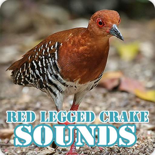 Red Legged Crake Bird Sounds Collection 8.0