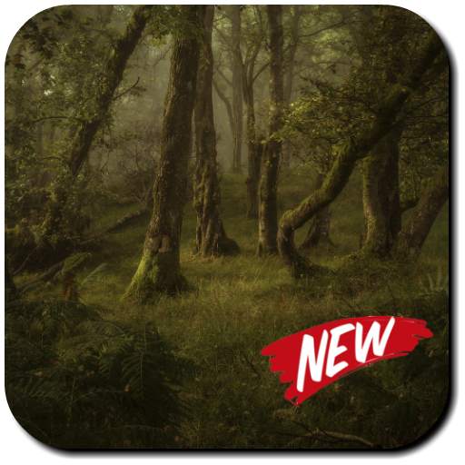 Woodland Wallpaper 3