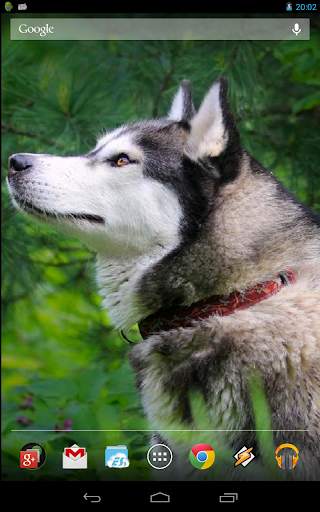 Magic Touch: Husky Live Wallpaper screenshot 4