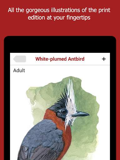 Birds of Peru screenshot 13