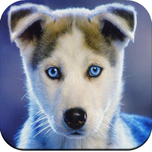 Dog Wallpaper 4K 1.08
