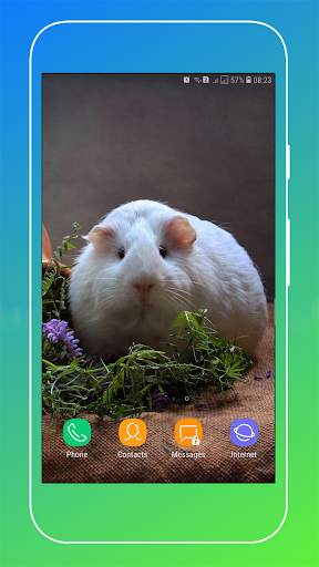 Guinea Pig Wallpaper screenshot 4