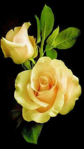Flowers and Roses Live Wallpaper screenshot 5